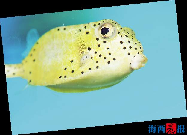 廈門海底世界內(nèi)設有五個特色展區(qū)(圖1) 廈門海底世界內(nèi)設有五個特色展區(qū)(圖1)