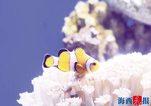廈門海底世界內(nèi)設有五個特色展區(qū)(圖5) 廈門海底世界內(nèi)設有五個特色展區(qū)(圖5)