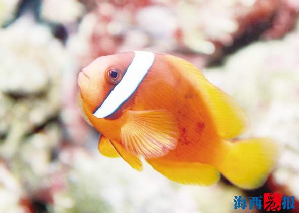 廈門海底世界內(nèi)設有五個特色展區(qū)(圖7) 廈門海底世界內(nèi)設有五個特色展區(qū)(圖7)